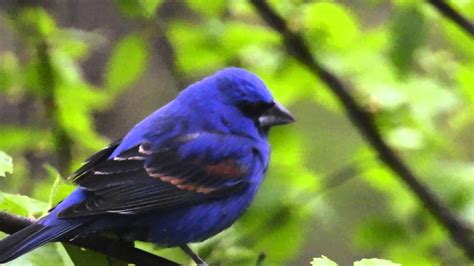 Blue Grosbeak Male - YouTube