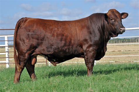 Beefmasters: The Best of Both Worlds WWW.BEEFMASTERS.ORG - Extremely fertile, functional and ...