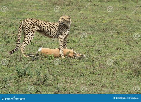 Cheetah with prey stock photo. Image of area, gazelle - 23592694