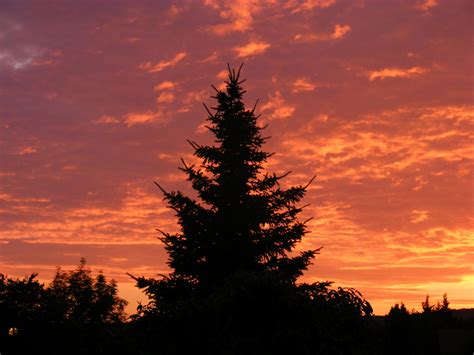 Pine Tree in Sunset by LadyAyslinn on deviantART