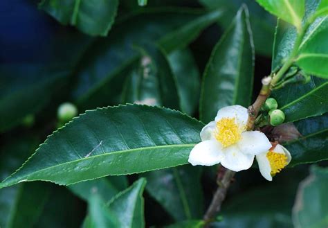 Asklepios-seeds | 10 Seeds Camellia sinensis VAR. Assamica, Real Tea ...