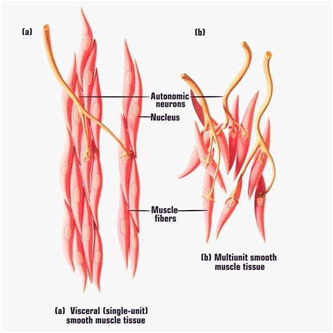 Smooth Muscle Anatomy - 3D Model by zames1992d