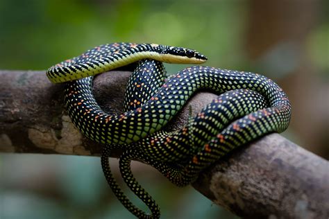 Philippine Snakes Species