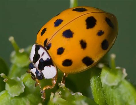 Orange Ladybug - The Asian Lady Beetle - Learn About Nature