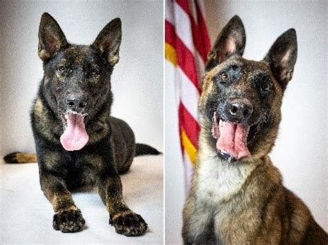 2 New Dogs Join Morris County Sheriff's K-9 Unit | Morristown, NJ Patch