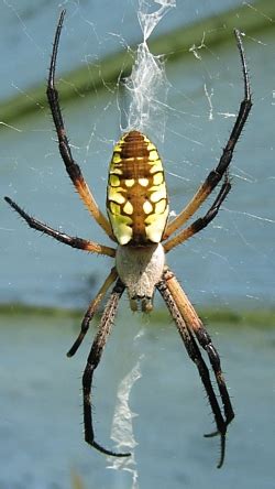 Common Garden Orb Weaver Spider Bite | Fasci Garden