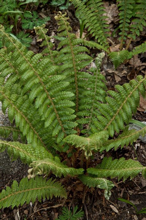 9 Low-Maintenance Ferns to Liven Up Your Shade Garden | Ferns garden, Shade garden, Shade garden ...