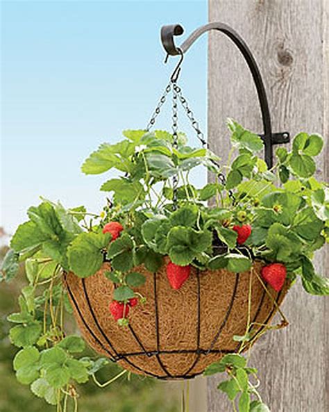 Indoor Strawberry Planter Kit - Garden Plant