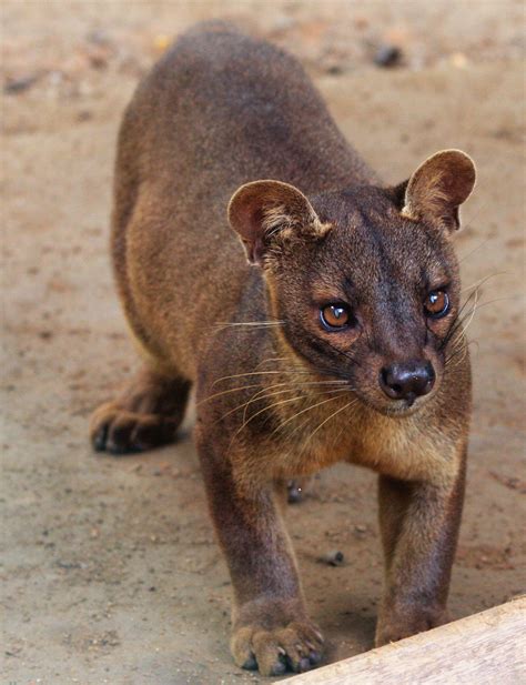 The Creature Feature: 10 Fun Facts About the Fossa | WIRED