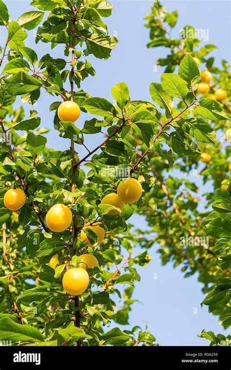 Mirabelle plum on the tree in orchard Stock Photo - Alamy