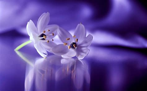 Purple Hd Flower Images Download - Green Iphone Wallpaper Hd Wallpapers ...