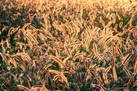 12 Ornamental Grasses That Steal the Show in Fall