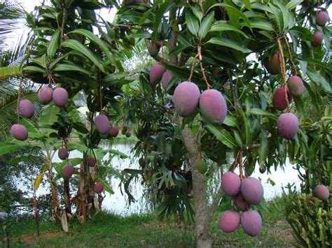 Mango: todo lo que debes saber | Arboles frutales