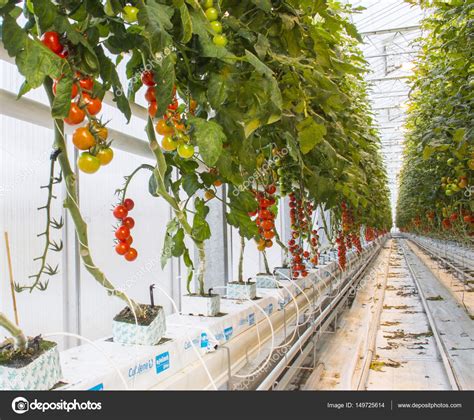 Hidroponico De Tomate - shop for green pea sprouting seed organic