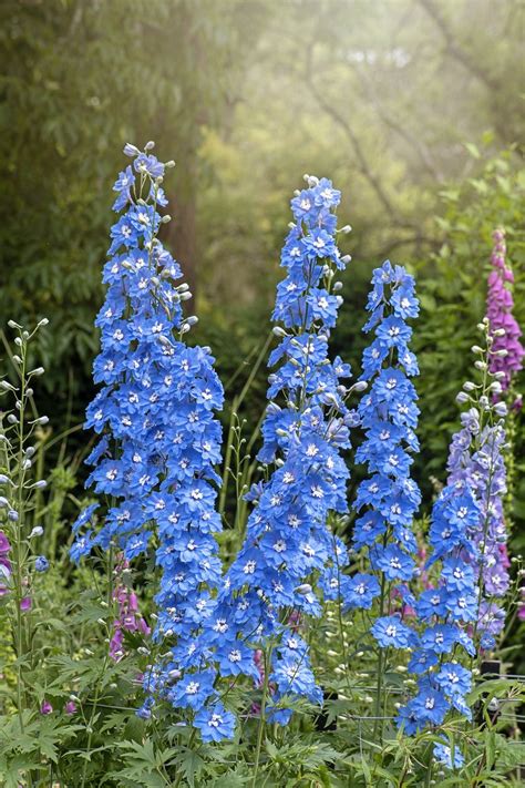 These Are the Best Blue Flowers for Adding the Spectacular (and Rare) Shade to Your Garden ...