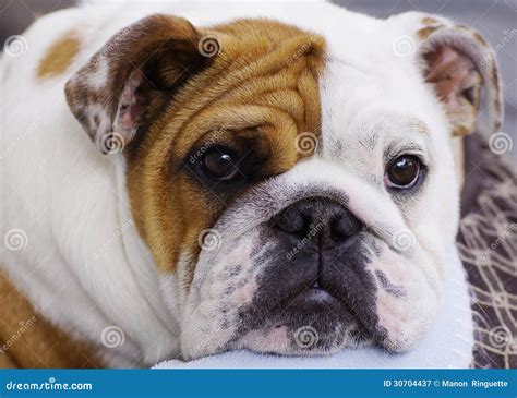 English Bull Dog Puppy stock image. Image of black, face - 30704437