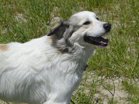 19 Great Pyrenees Mixes That You Would Never Know Existed - The Goody Pet