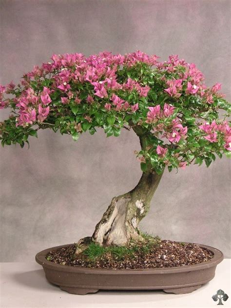 Bougainvillea - Bonsai Empire