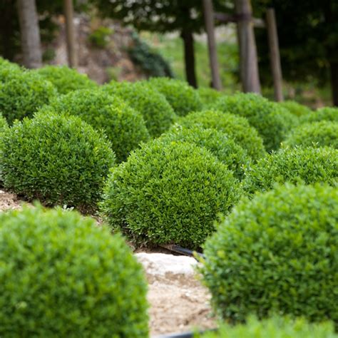 6 Low-Maintenance Landscaping Shrubs - Tomlinson Bomberger