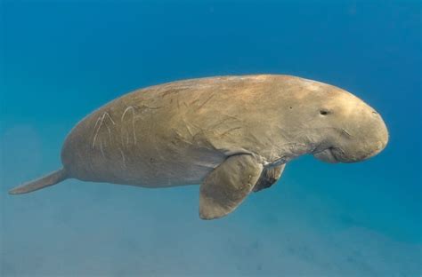 Dugong | CRITTERFACTS