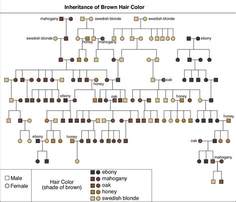 Hair Color Chart Genetics - ZOO