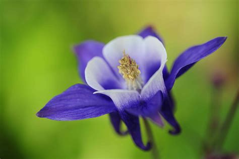 How to Grow and Care for Columbine Plants