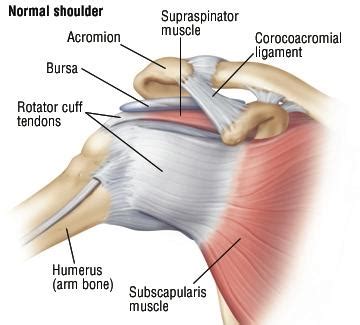 Rotator Cuff Tear | Orthopedic Doctors in Greater Grand Rapids, MI