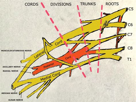 Brachial plexus formation, roots, trunks, divisions and cords of the ...