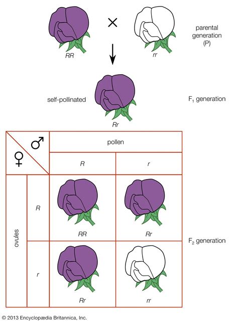 Mendelian inheritance | Gregor Mendel, Genes, & Genetics | Britannica