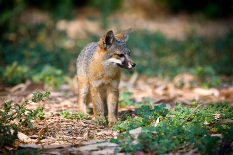 NATURE IN FOCUS: Capturing the Island Fox Gallery | Nature and Wildlife | Discovery