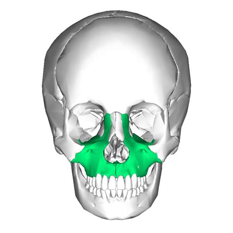 anterior view of maxilla | Sphenoid bone, Facial bones, Muscles of the face