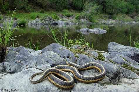 Oregon Gartersnake - Thamnophis atratus hydrophilus