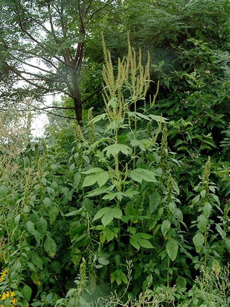 Ambrosia trifida (giant ragweed): Go Botany