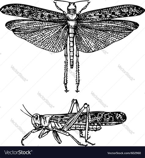 Insect schistocerca gregaria Royalty Free Vector Image