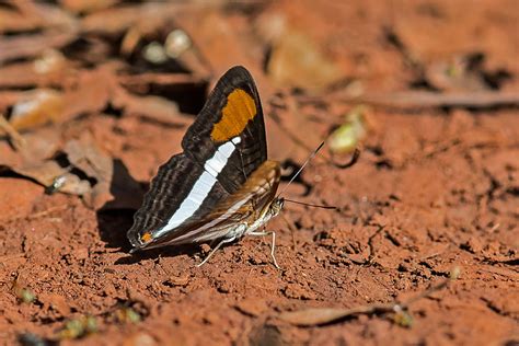 Butterfly, Iguazu Falls, Argentina | Bruce Fryxell | Flickr