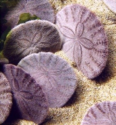 Sand dollar~If the Sand dollar is purple it is alive. | Sea shells, Types of starfish, Sand dollar