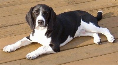 Beagle small dog breed | Breeds of small dogs : best small dog breeds