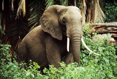 Fascinating Facts About African Forest Elephants – Page 2 – Animal Encyclopedia