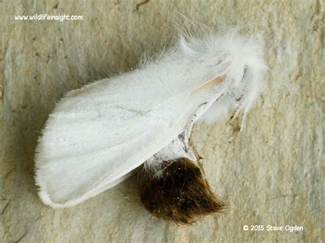 Brown-tail Moth and hairy caterpillar Euproctis chrysorrhoea