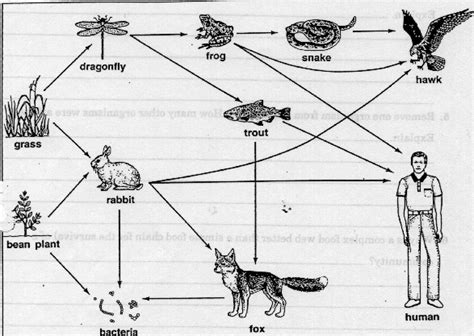 [DIAGRAM] Diagram A Simple Food Chain And Label Each Trophic Level - MYDIAGRAM.ONLINE