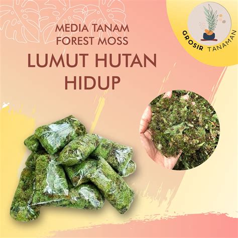 Jual Media Tanaman Lumut Hias Bonsai Hidup - Forest Moss Forest - Media ...