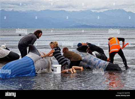 Stranded pilot whale beached on Farewell Spit at the northern tip of ...