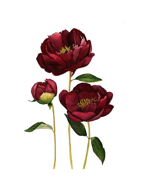 Watercolor burgundy peonies Painting by Inna Patiutko - Fine Art America