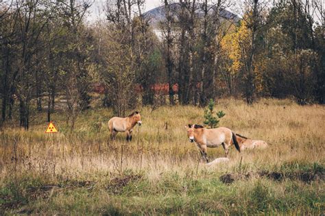 Chernobyl Red Forest Animals