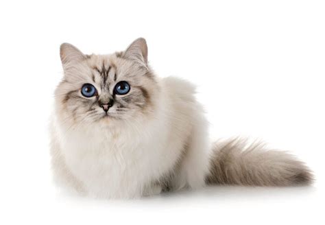 Feline 411: All About the Birman Cat Breed