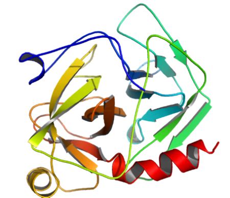 Structure of Chymotrypsin EC 3.4.21.1 CAS 9004-07-3 - Watson Noke Scientific Ltd, a subsidiary ...