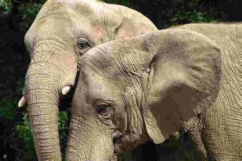 Sumatran Elephants Now Critically Endangered - One Green Planet