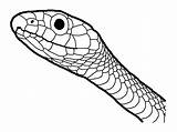 Amphibian And Reptile Coloring Pages sketch template