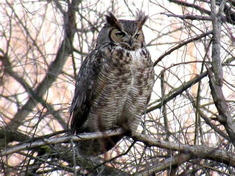 Great Horned Owl Nesting Habits