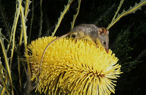 Honey possum feeding - Stock Image - C058/0027 - Science Photo Library